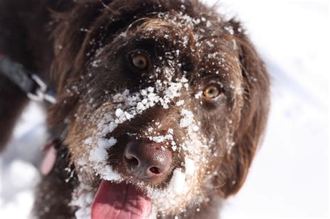 Signs of Hypothermia in Dogs and What to Do About It | Hastings ...