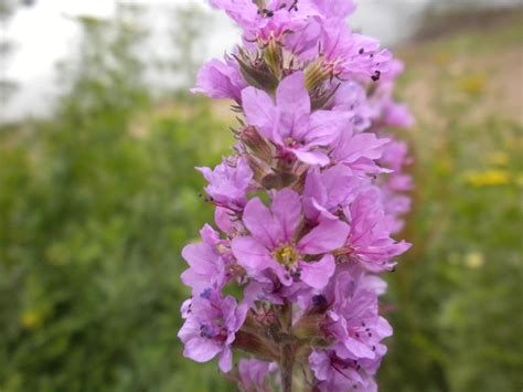 Purple Loosestrife - Marion SWCD