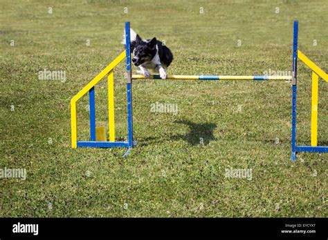 Dog Agility Jumping Over A Hurdle During An Agility Competition Stock