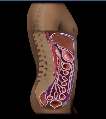 peritoneum study set Flashcards | Quizlet