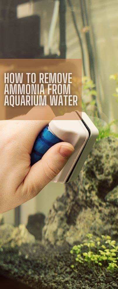 How To Remove Ammonia From Aquarium Water Aquarium Fish Tank Water