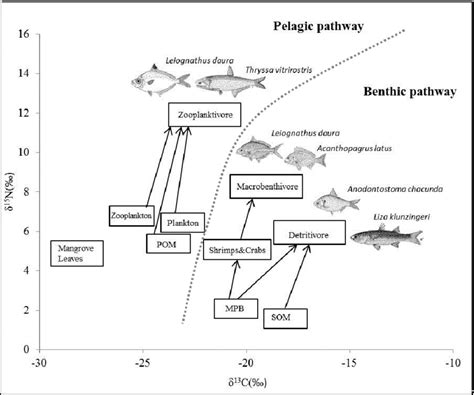 Simplified mangrove food webs indicating two food pathways in Qeshm ...