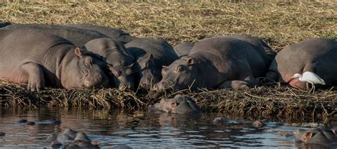 Chobe National Park Botswana, Travel tips for best wildlife watching