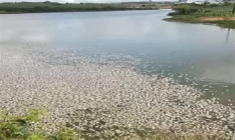 Peixes são encontrados mortos em barragem de Glória O que é notícia