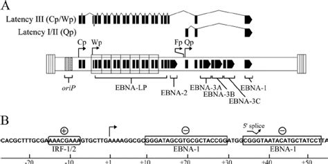 EBNA 1 Promoter Usage And Regulation A Exon Structures Of EBNA 1