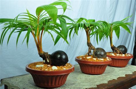 Bonsai Kelapa Tanaman Cantik Yang Mudah Dibuat Blog Ruparupa