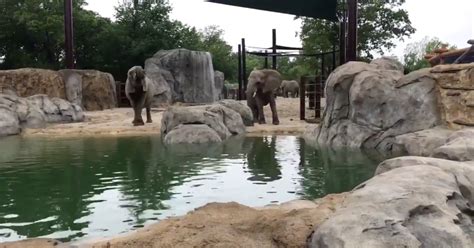 Kansas City Zoo opens improved elephant exhibit Friday