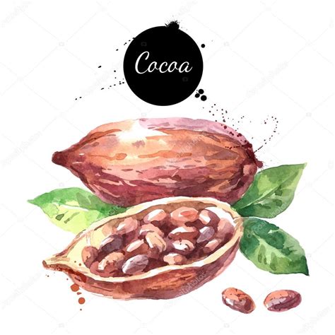 Hand Drawn Cocoa Pod Stock Vector Image By Pimonova