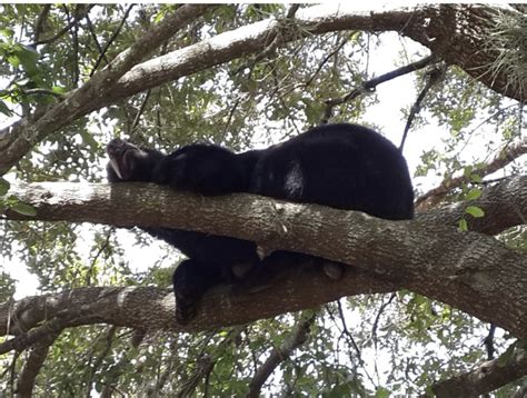 Police, wildlife officials commended for relocating bear from downtown ...