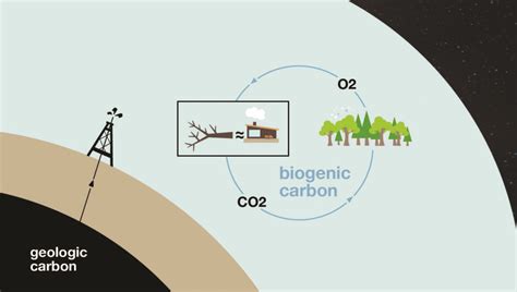 Wood Heat Is Essential To Carbon Drawdown Green Energy Times