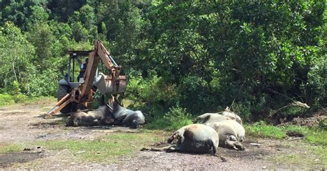 Bangkai Lembu Di Kuala Nerus Disyaki Diseludup TRDI News