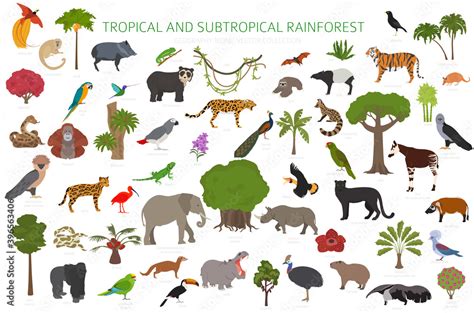 Tropical and subtropical rainforest biome, natural region infographic ...