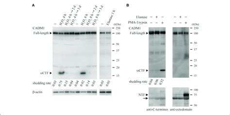 Induction Of Ectodomain Shedding Of Lung Epithelial Cadm By H O