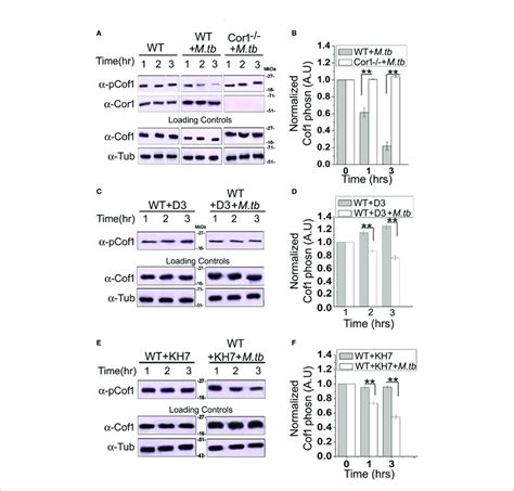 Immunoblot Analysis A C E And Its Corresponding Densitometric