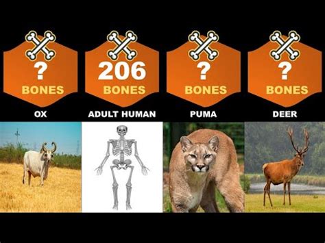 Unveiling The Tiger's Skeleton: How Many Bones Does A Tiger Have ...