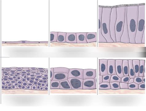 Aandp 1 Lab 1 Exercise 7 Epithelial Tissue Diagram Quizlet