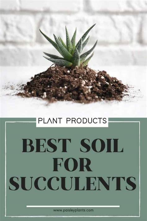 Best Soil For Succulents Tips To Diy Paisley Plants