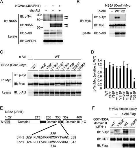 C Abl Phosphorylates NS5A At Tyr 330 A Huh 7 5 Cells Were Infected