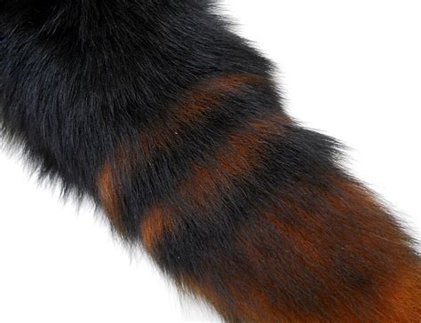 Black and Dark Orange Brown Striped Fox Fluffy Long Fur Wolf