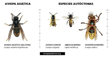 C Mo Identificar A La Avispa Asi Tica