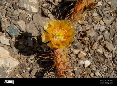 Opuntia Phaeacantha Vegas