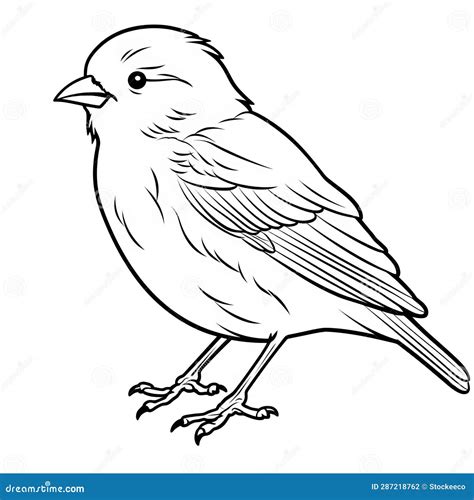 Canary Bird Coloring Pages [2025]