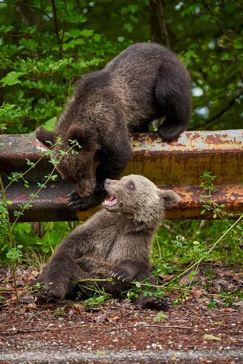 Brown Bear Cubs Playing Stock Photo Image Of Adorable 192228288