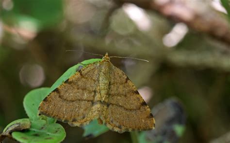 Macaria Brunneata Rimvydas Kinduris Flickr