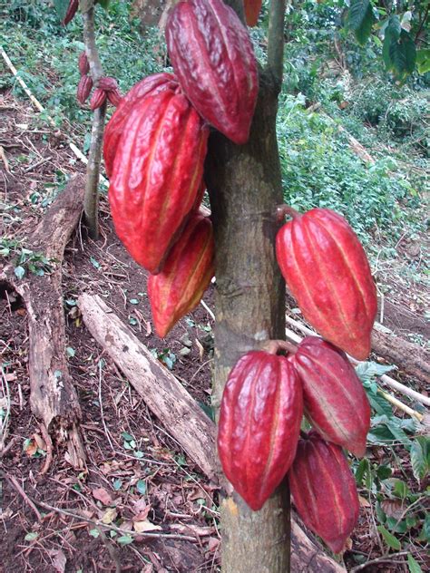 chocolate tree for sale 10