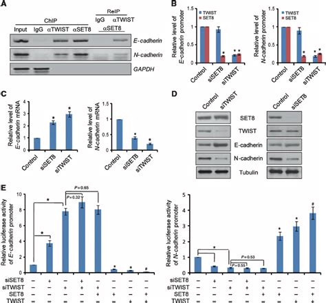 Set Cooperates With Twist To Regulate E Cadherin And N Cadherin