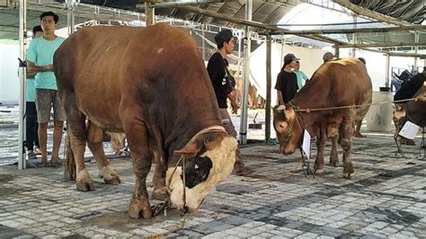 Gegara Ditendang Sapi Ngamuk, Panitia Kurban Harus Dilarikan Ke IGD ...