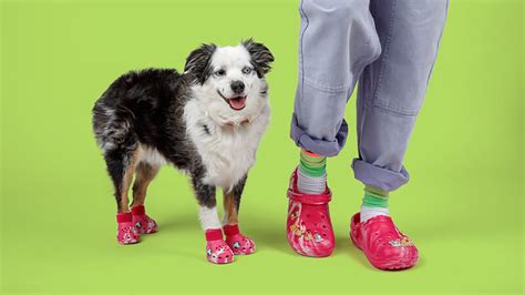 Crocs Is Releasing Shoes For Dogs And Matching Clogs For Humans Nbc