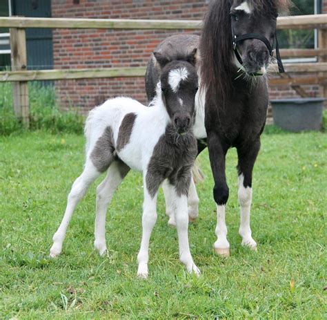 Miniature Horses for Sale under $500 - circleffarmsllc.com