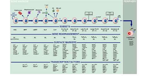 Stepwise Differentiation Diagram Of Hscs To Immature B Cells In The Download Scientific Diagram