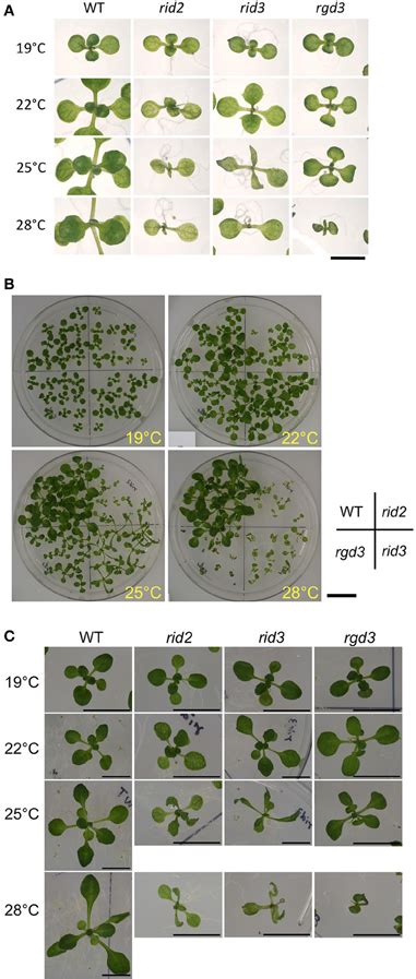 Frontiers Involvement Of Rrna Biosynthesis In The Regulation Of Cuc1