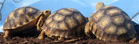 類別 Centrochelys Sulcata 沼澤缸之家