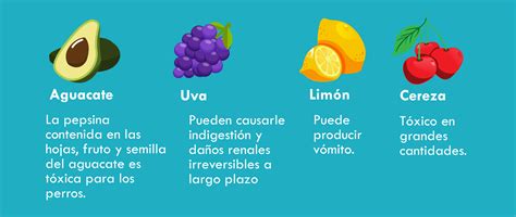 Qué frutas puede comer un perro AnimalesMascotas