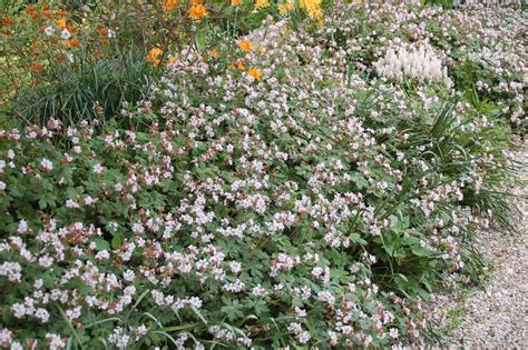 10 Couvre Sols Persistants Qu Il Faut Avoir Dans Son Jardin Couvre