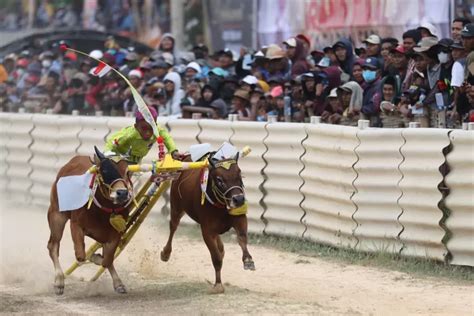 Lestarikan Tradisi Dan Budaya Seni Karapan Sapi Kini Sesuaikan