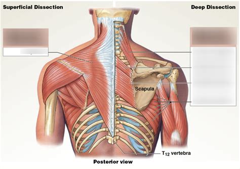 Pectoral Girdle Diagram Quizlet