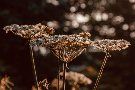 Close-Up Photo of Wild Carrot Flowers in Bloom · Free Stock Photo