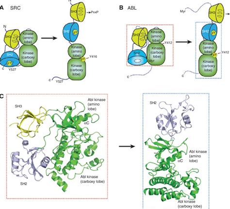 Sh Domains Regulate Tyrosine Kinase Activation A In The