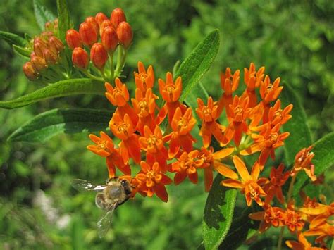 Best Native Plants For Kansas Wikilawn