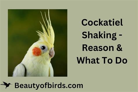 Cockatiel Shaking Reason And What To Do