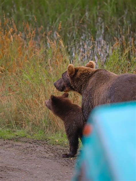 23 Animals to See in Alaska (and where to find them) - YOUR ALASKAN ...