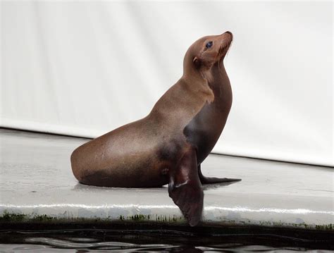 California Sea Lion Hans De Bisschop Flickr