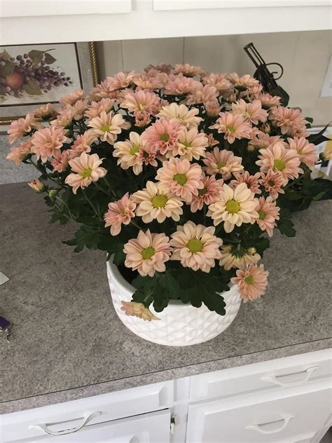 New color of mums I ordered at work : r/BotanicalPorn