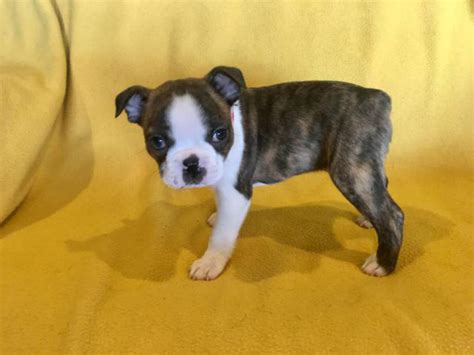 Two Male AKC Boston Terrier puppies looking for loving home San Antonio ...