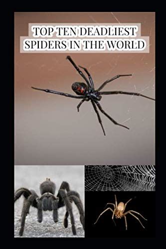 Top Ten Deadliest Spiders In The World Br