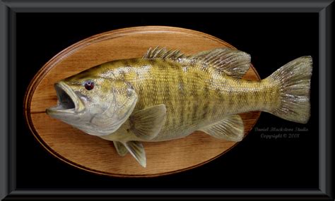 Smallmouth Bass Fiberglass Fish Replicas & Reproductions